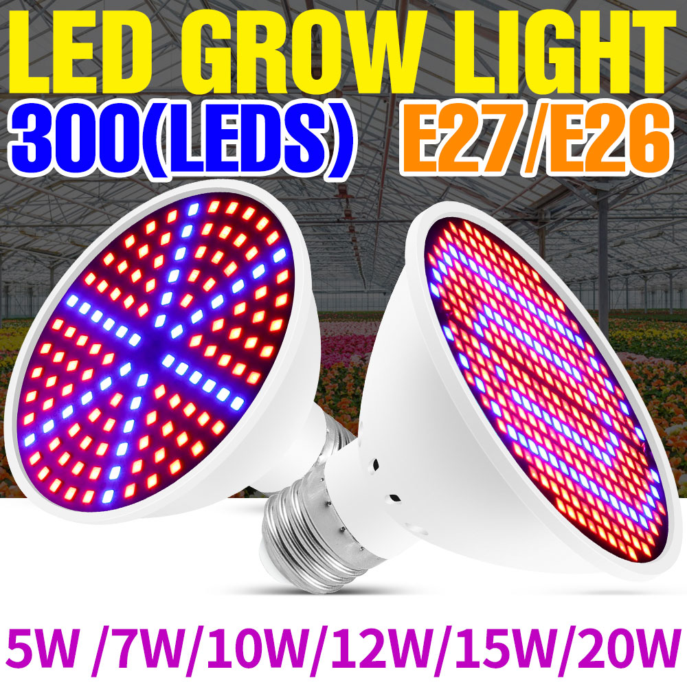 Echeveria Succulent - Luz LED de espectro total para
