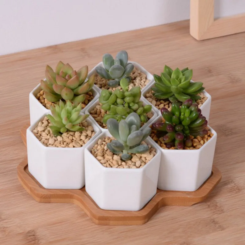 Echeveria Succulent - Conjunto de vasos de flores hexagonais