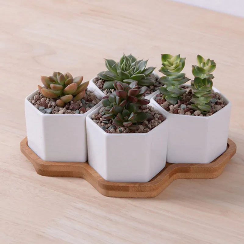 Conjunto de vasos de flores he - Echeveria Succulent avaliação e preço