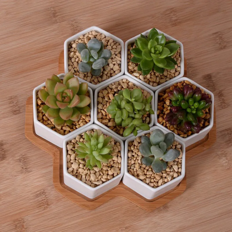 Conjunto de vasos de flores he - Echeveria Succulent avaliação e preço