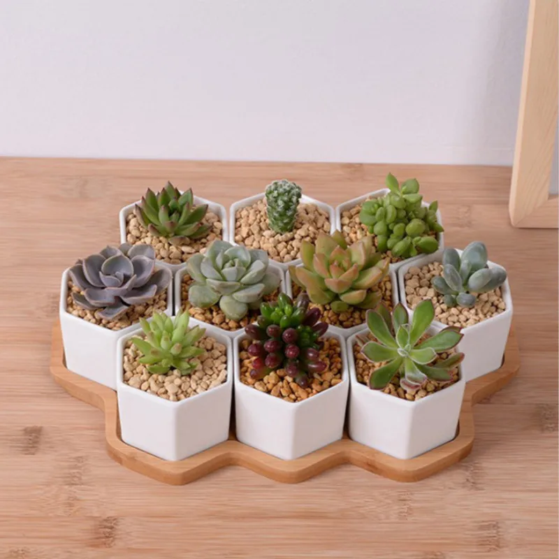 Conjunto de vasos de flores he - Echeveria Succulent avaliação e preço